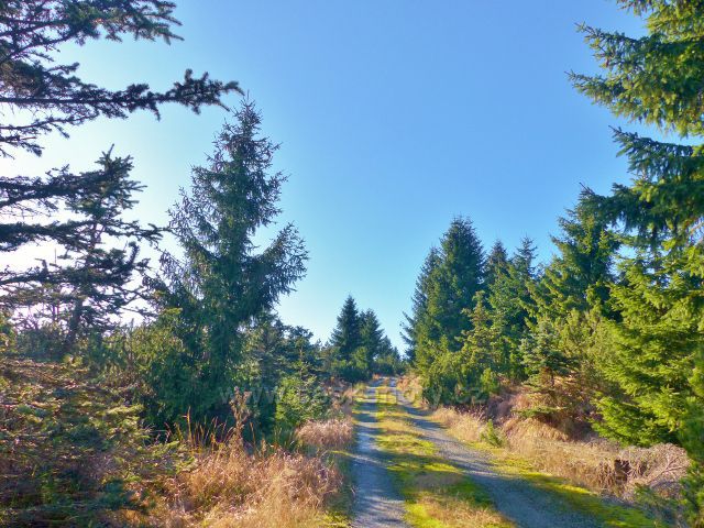 Orlické hory - mírné stoupání Bunkrovky k vrcholu Koruny