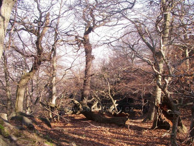 drsná a přeci krásná oblast Jedlové hory