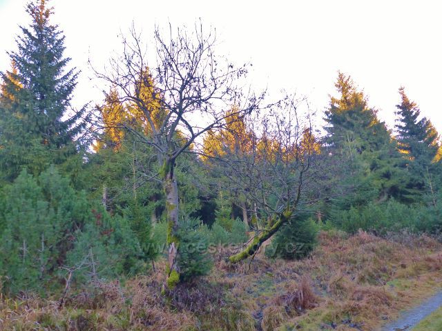 Orlické hory - lesní porost na úbočí Komářího vrchu