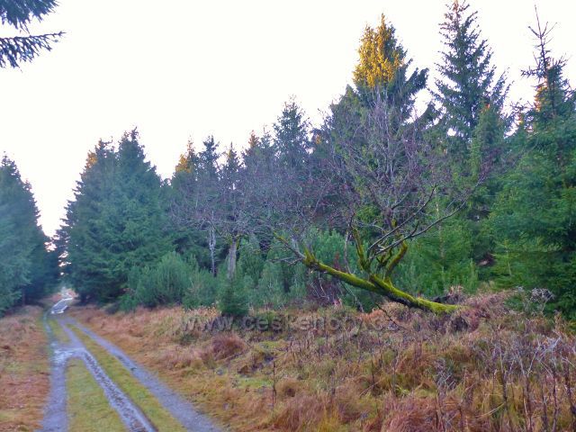 Orlické hory - Jiráskova cesta po úbočí Komářího vrchu