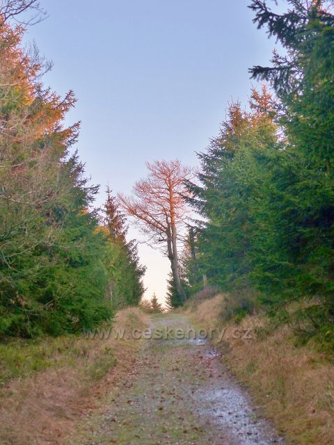 Orlické hory - Jiráskova cesta pod vrcholem Komářího vrchu(992 m.n.m.)