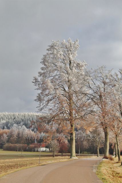Bubnov - Zmrzlík, stromořadí podél silnice do Bartošovic v Orlických horách
