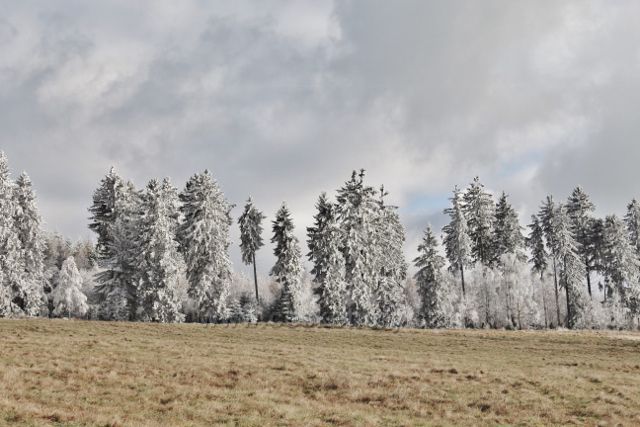 Niemojów - okraj jesa nad pastvinou podél trasy k rozhledně Czerniec