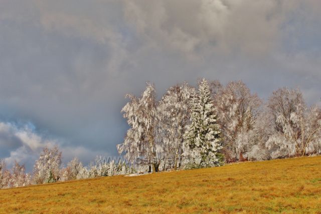 Niemojów - horní okraj pastviny nad obcí