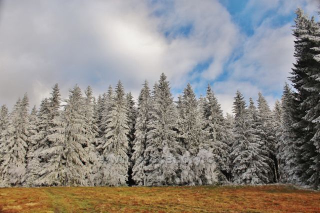Niemojów - okraj lesa nad pastvinou