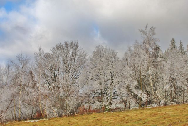 Niemojów - horní hranice pastvin