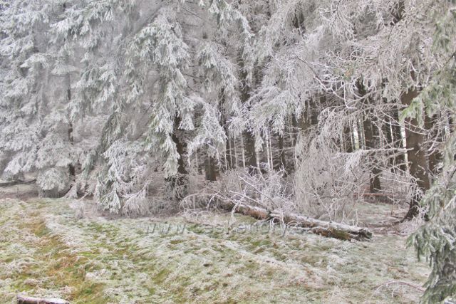 Niemojów - stěna lesa v bílém