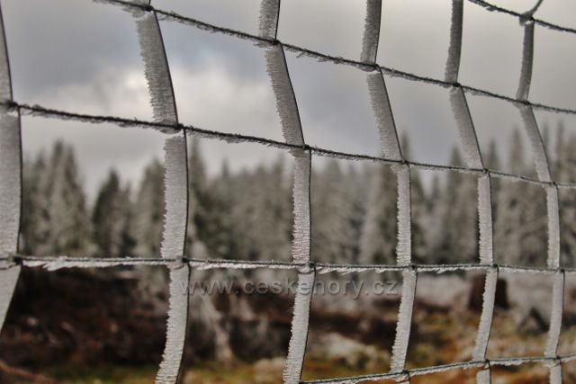 Niemojów - námraza na oplocence