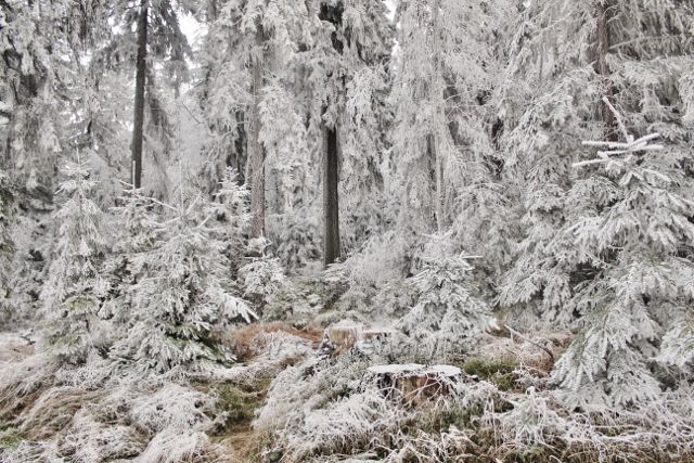 Niemojów - zimní les