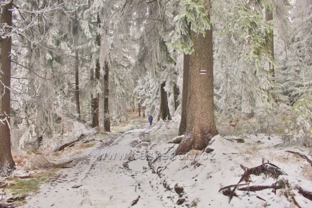 Niemojóv - cesta po černé TZ zimním lesem k rozhledně Czerniec