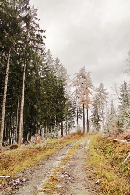 Niemojów - trasa po černé TZ přešla na tvrdou lesní cestu
