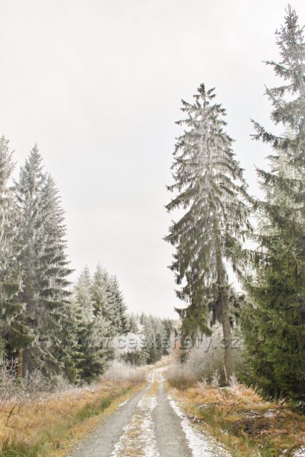 Niemojów - lesní cesta k rozhledně Czerniec