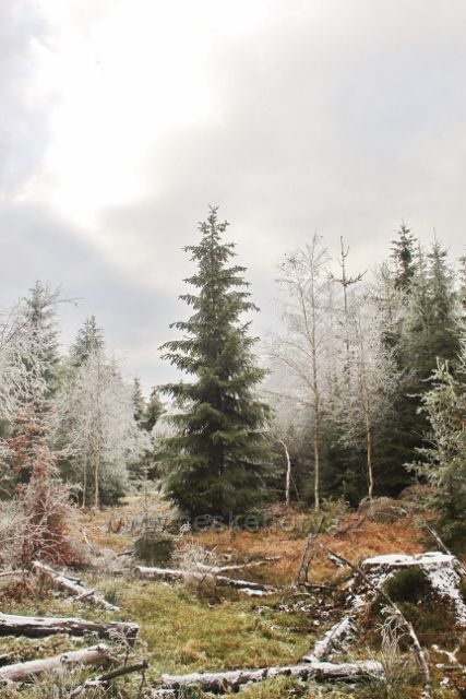 Niemojów - lesní porost podél cesty k rozhledně Czerniec