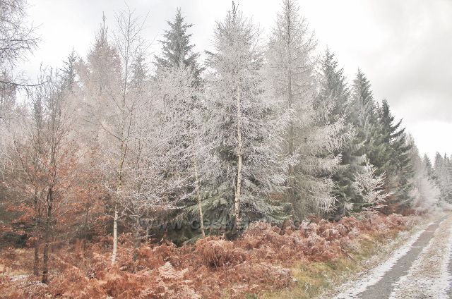 Niemojów - cestu k rozhledně Czerniec lemuje porost přemrzlého kapradí