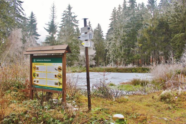 Niemojów - jezírko u rozcestí pěti cest na trase k rozhledně Czerniec