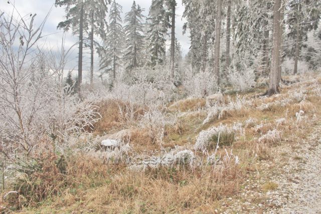 Niemojów - lesní porost podél cesty na vrch Czerniec