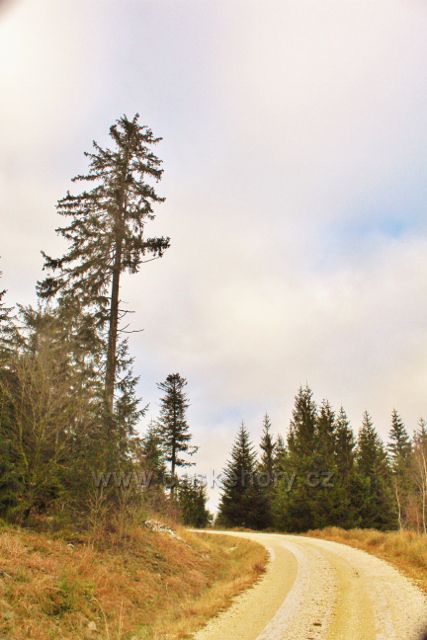 Niemojów - od poslední zatáčky cesty k rozhledně Czerniec se mění vzhled okolního lesního porostu§ Zřejmě v důsledku inverze sníh, námraza i ojínění zmizely.