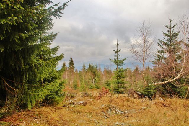 Niemojów - lesní porost na plochém vrcholu vrchu Czerniec