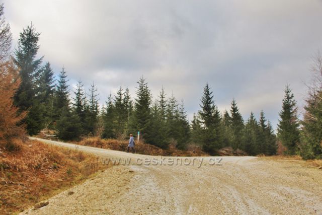 Niemojów - cesta po žluté TZ k rozhledně Czerniec odbočuje vlevo.