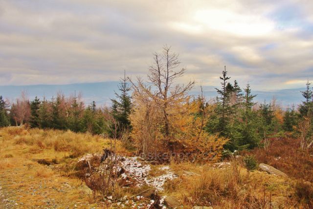 Niemojów - lesní porost pod rozhlednou Czerniec