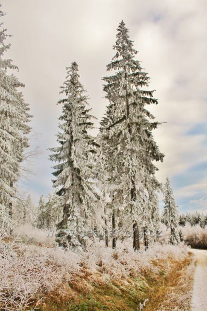 Niemojów - opět v zajetí námrazy a jinovatky