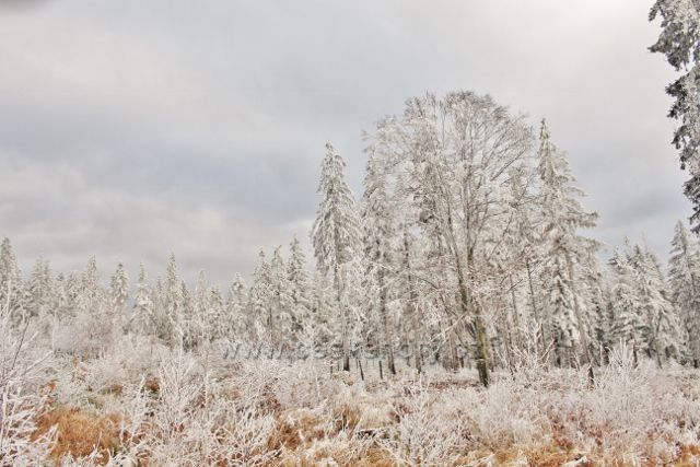 Niemojów - v nižších partiích vrchu Czerniec vládne námraza a jinovatka