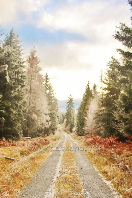 Niemojów - cesta po černé TZ k obci je lemována pomrzlým kapradím