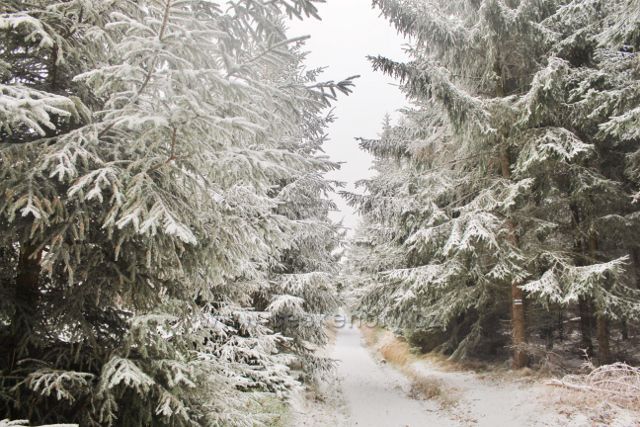 Spalona - modrá TZ pokračuje po zkratce nezpevněnou lesní cestou