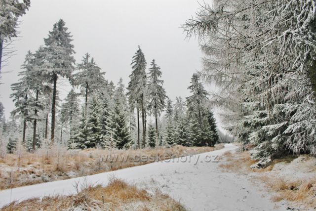 Spalona -cesta zkratkou po modré TZ opět vyúsťuje na širokou lesní cestu