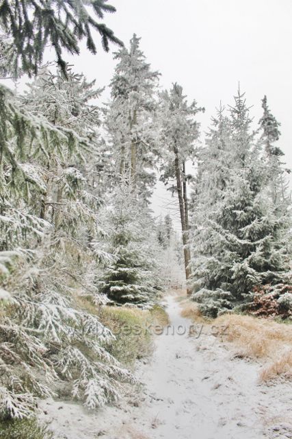 Spalona - trasa po modré TZ k rozhledně Jagodna vede opět po zkratce nezpevněnou lesní cestou