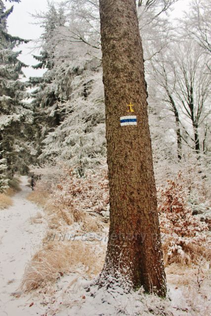 Spalona - modrá TZ k rozhledně Jagodna vede v této části po úzké lesní cestě, často se měnící ve stezku