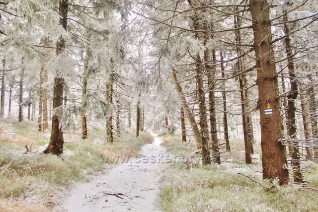 Spalona - trasa modré TZ k rozhledně Jagodna vede v této části po nezpevněné úzké cestě