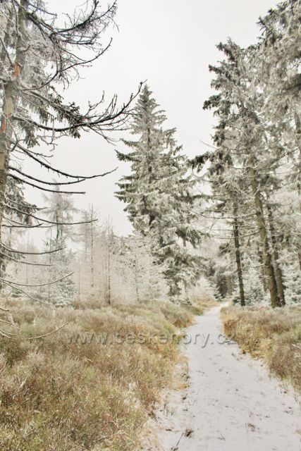 Spalona - poslední část úzké cesty po modré TZ k rozledně Jagodna před jejím vyústěním opět na novou širokou cestu