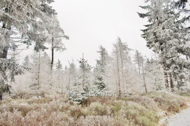 Spalona - lesní porost podél trasy po modré TZ k rozhledně Jagodna opět po široké nové cestě