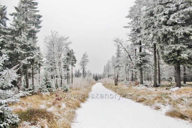 Spalona - cesta po modré TZ k rozhledně Jagodna