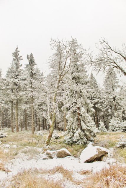 Spalona - porost podél cesty k rozhledně Jagodna