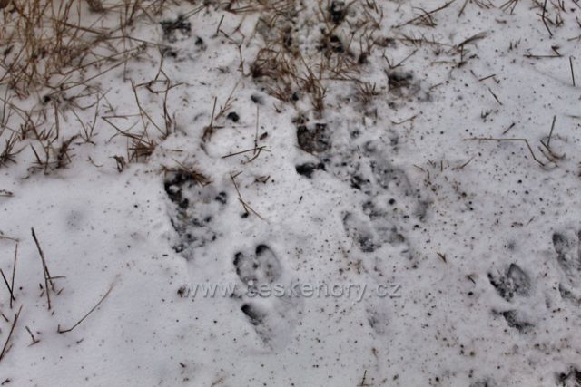 Spalona - stopy jelení zvěře na cestě k rozhledně Jagodna