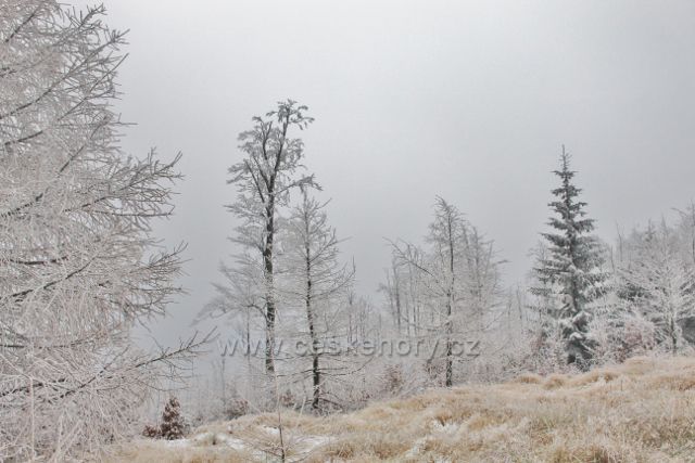Spalona - lesní porost podél cesty po modré TZ k rozhledně Jagodna