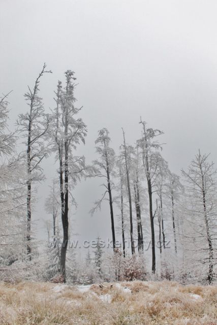 Spalona - lesní porost podél cesty po modré TZ k rozhledně Jagodna