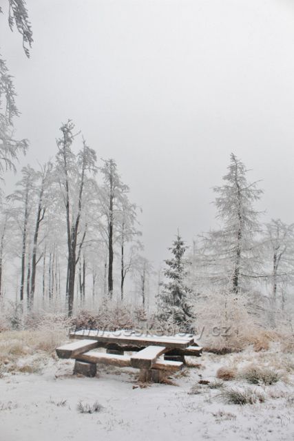 Spalona - lesní porost kolem odpočinkového místa u cesty po modré TZ k rozhledně Jagodna