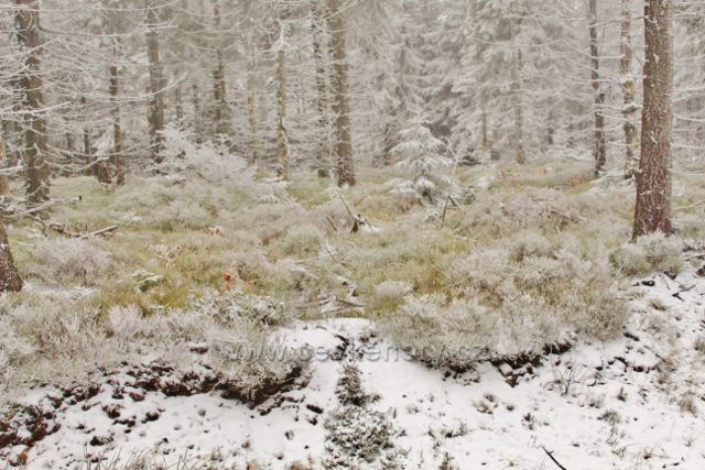 Spalona - podrost borůvky v lesním porostu podél cesty z rozhledny Jagodna