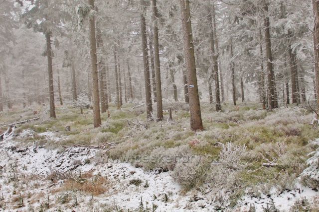 Spalona - podrost borůvky v lesním porostu podél cesty po modré TZ z rozhledny Jagodna