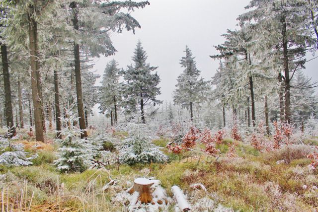 Spalona - lesní porost podél cesty z rozhledny Jagodna