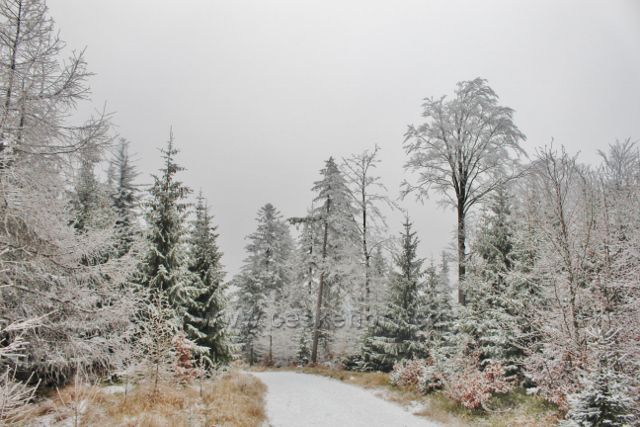 Spalona - zpáteční cesta po modré TZ od rozhledny Jagodna
