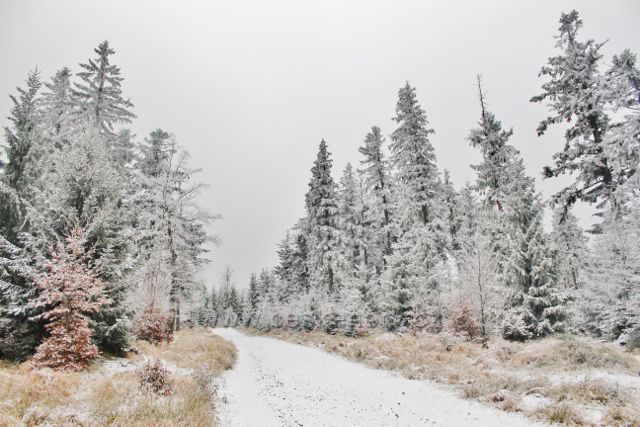 Spalona - široká lesní cesta z rozhledny Jagodna
