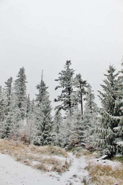 Spalona - vyústění zkratky  pěší trasy po modré TZ na širokou lesní cestu