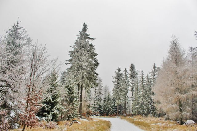 Spalona před rozcestím na trase po modré TZ z rozhledny Jagodna