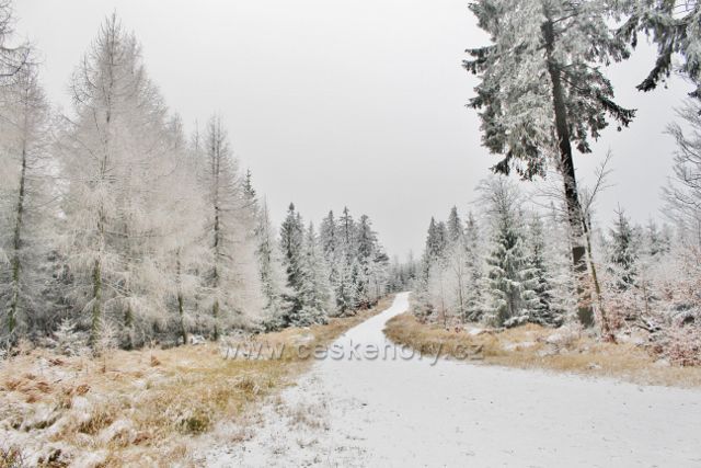 Spalona - zpětný pohled z rozcestí na širokou lesní cestu od rozhledny Jagodna