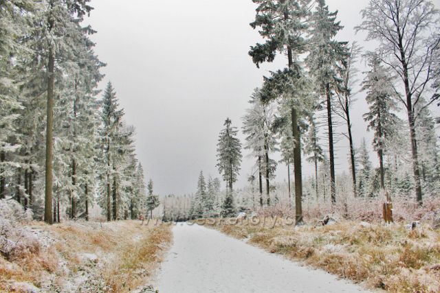 Spalona - široká lesní cesta pokračuje k další křižovatce