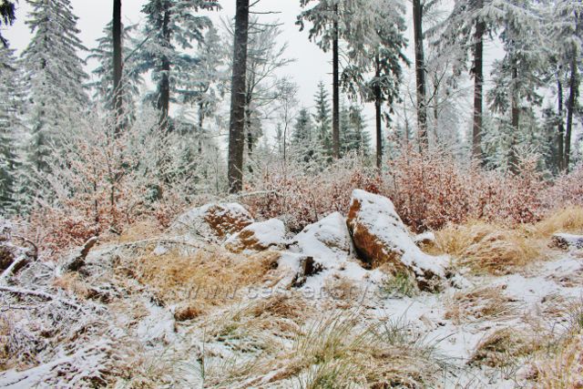 Spalona - lesní porost podél cesty z rozhledny Jagodna
